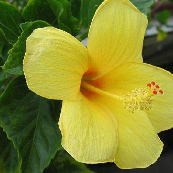 Hibiscus Seeds – Light Yellow
