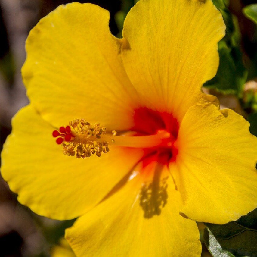Hibiscus Seeds – Yellow