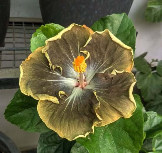 Hibiscus Seeds – Army Green