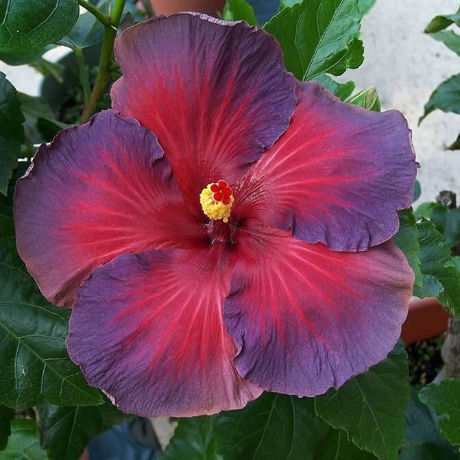 Hibiscus Seeds – Ash Red