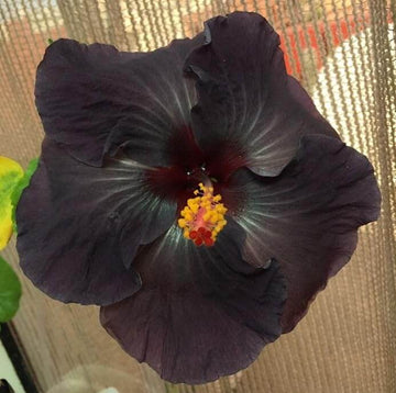 Hibiscus Seeds – Black