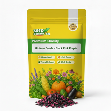Hibiscus Seeds – Black Pink Purple