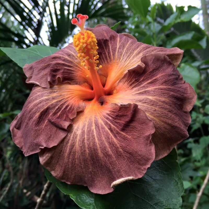 Hibiscus Seeds – Brown