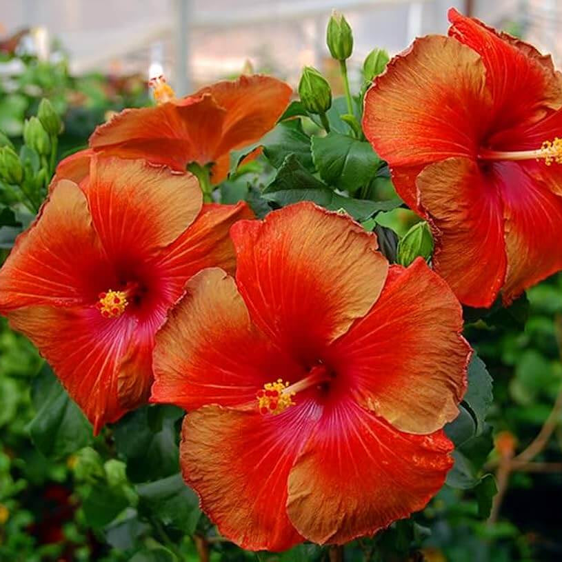 Hibiscus Seeds – Brown Red