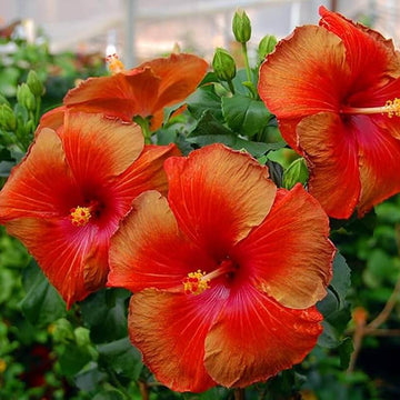 Hibiscus Seeds – Brown Red