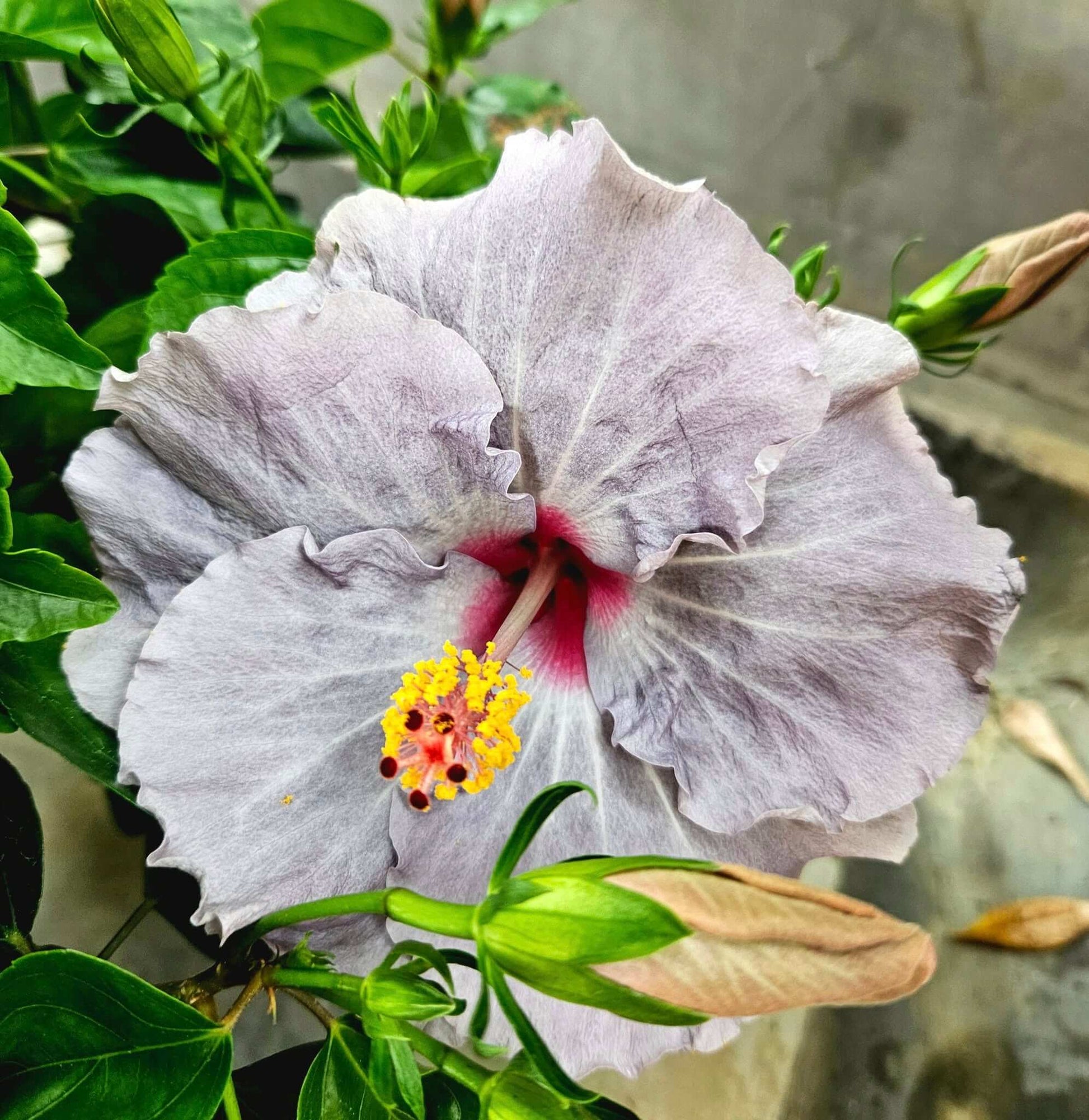 Hibiscus Seeds – Dark Gray