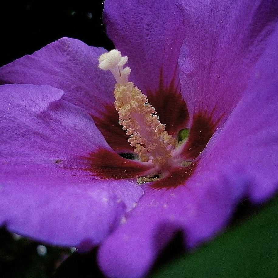 Hibiscus Seeds – Dark Purple