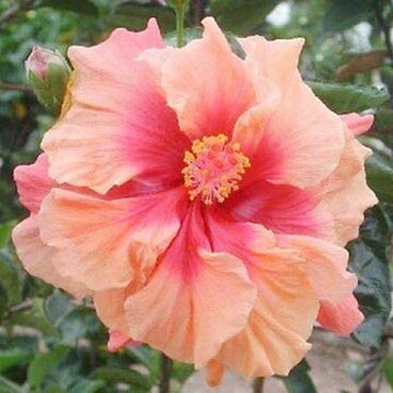 Hibiscus Seeds – Double Pink Orange

