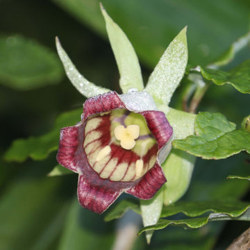 Hibiscus Seeds – Green Purple