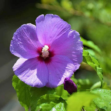 Hibiscus Seeds – Lavender