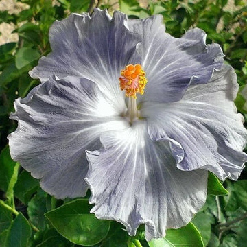 Hibiscus Seeds – Light Grey