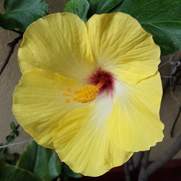 Hibiscus Seeds – Light Yellow