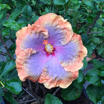Hibiscus Seeds – Orange Blue
