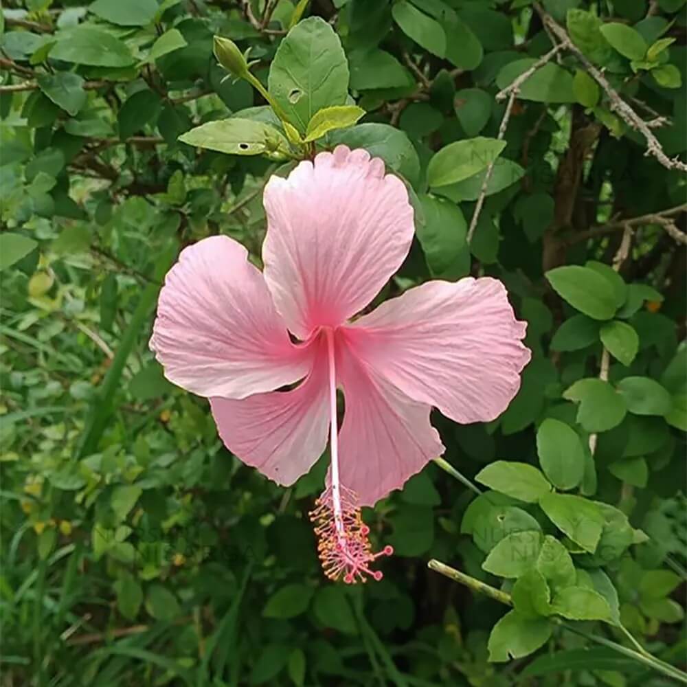 Hibiscus Seeds – Pale Pink