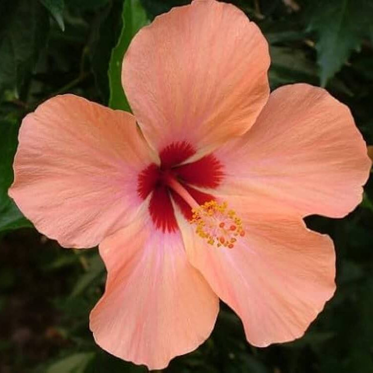Hibiscus Seeds – Peach