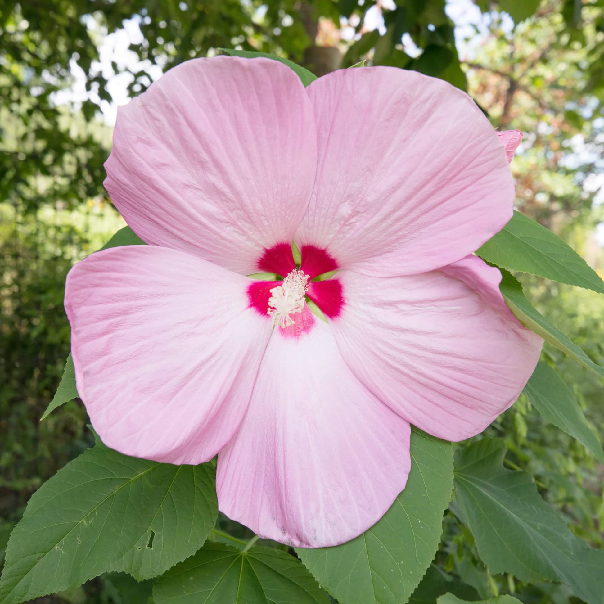 Hibiscus Seeds – Pink Dinner Plate
