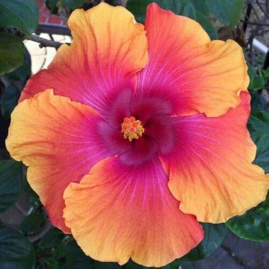 Hibiscus Seeds – Pink Orange
