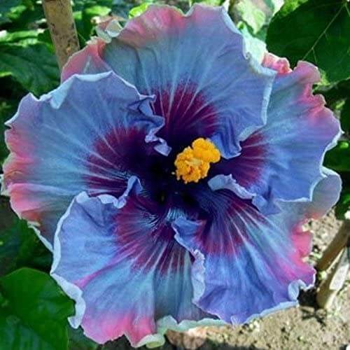 Hibiscus Seeds – Pink, Purple & Blue Mix
