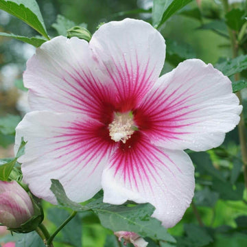 Hibiscus Seeds – Pink White