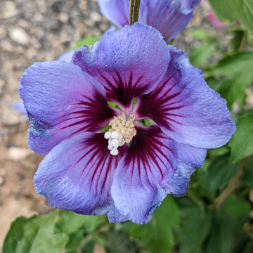 Hibiscus Seeds – Purple
