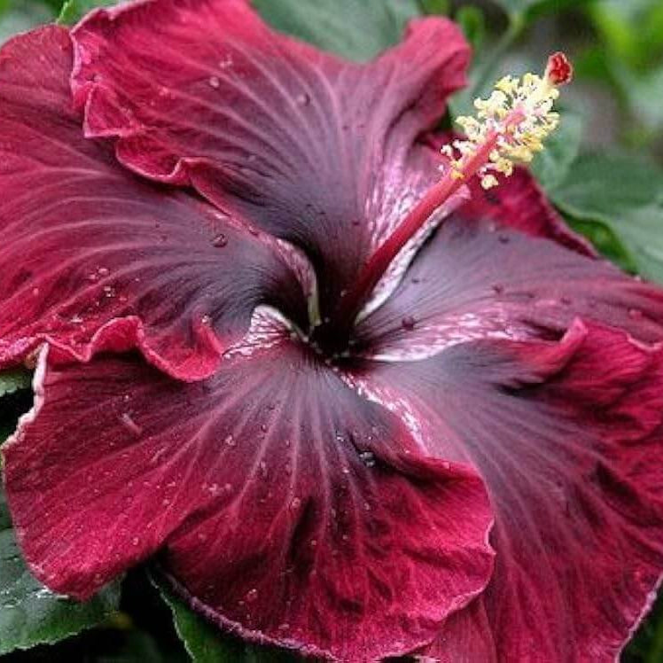 Hibiscus  Seeds – Purple Maroon