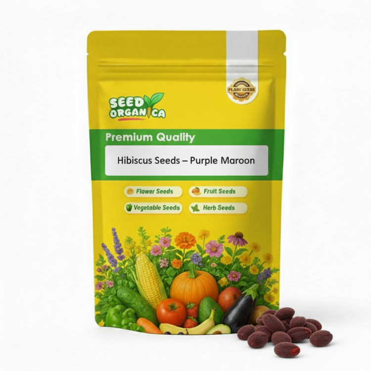 Hibiscus  Seeds – Purple Maroon