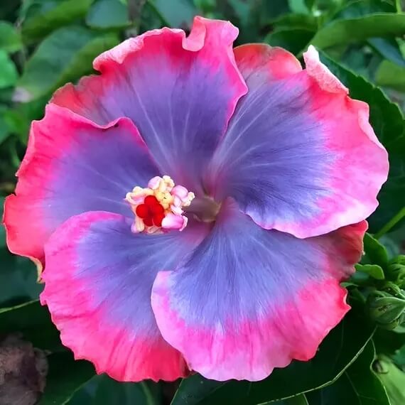 Hibiscus Seeds – Purple Pink