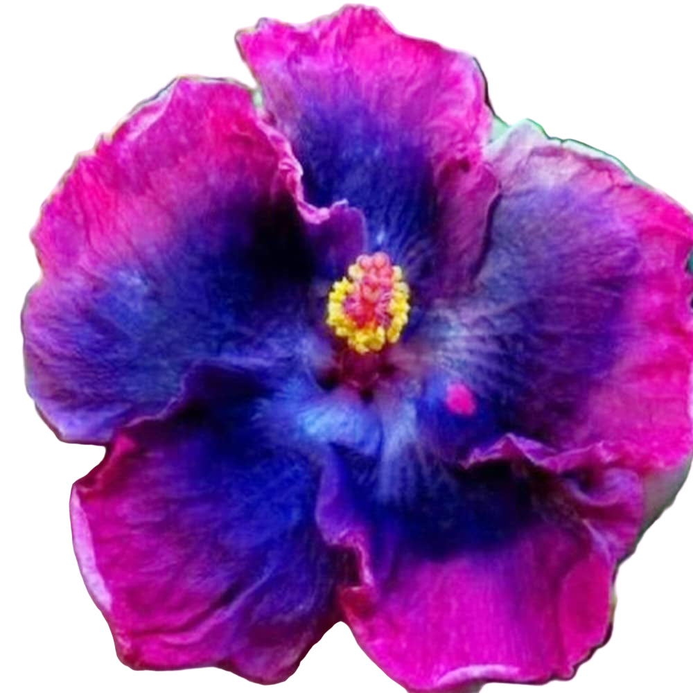 Hibiscus Seeds – Rare Blue Pink
