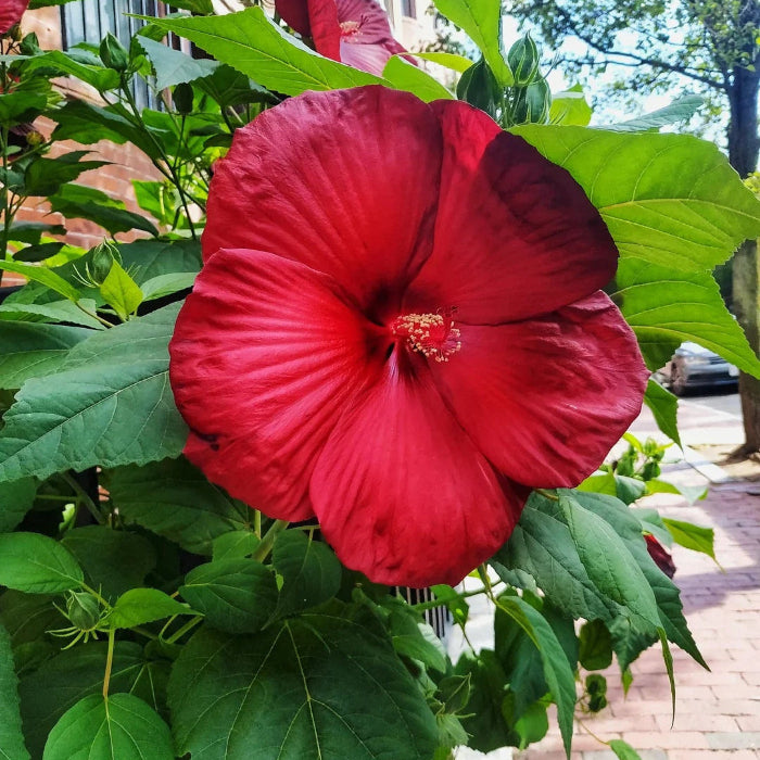 Hibiscus Seeds – Red Dinner Plate
