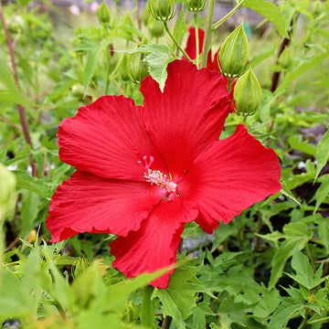 Hibiscus Seeds – Red Hardy
