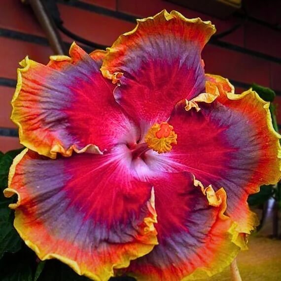 Hibiscus Seeds – Red Purple