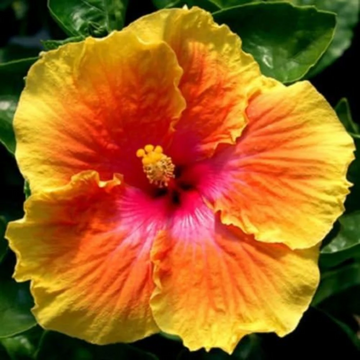 Hibiscus Seeds – Red Yellow
