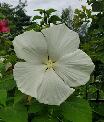 Hibiscus Seeds – Snow White
