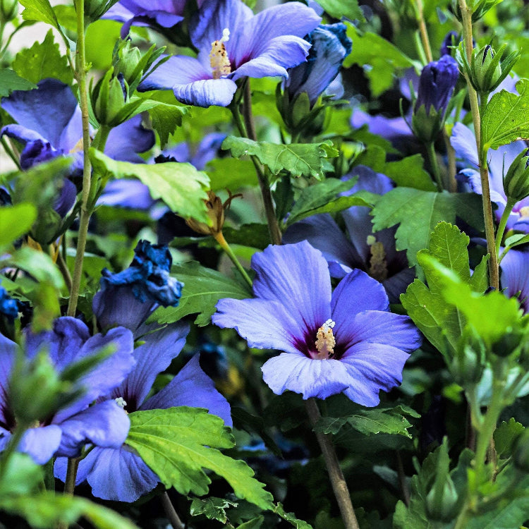 Hibiscus Seeds – Syriacus
