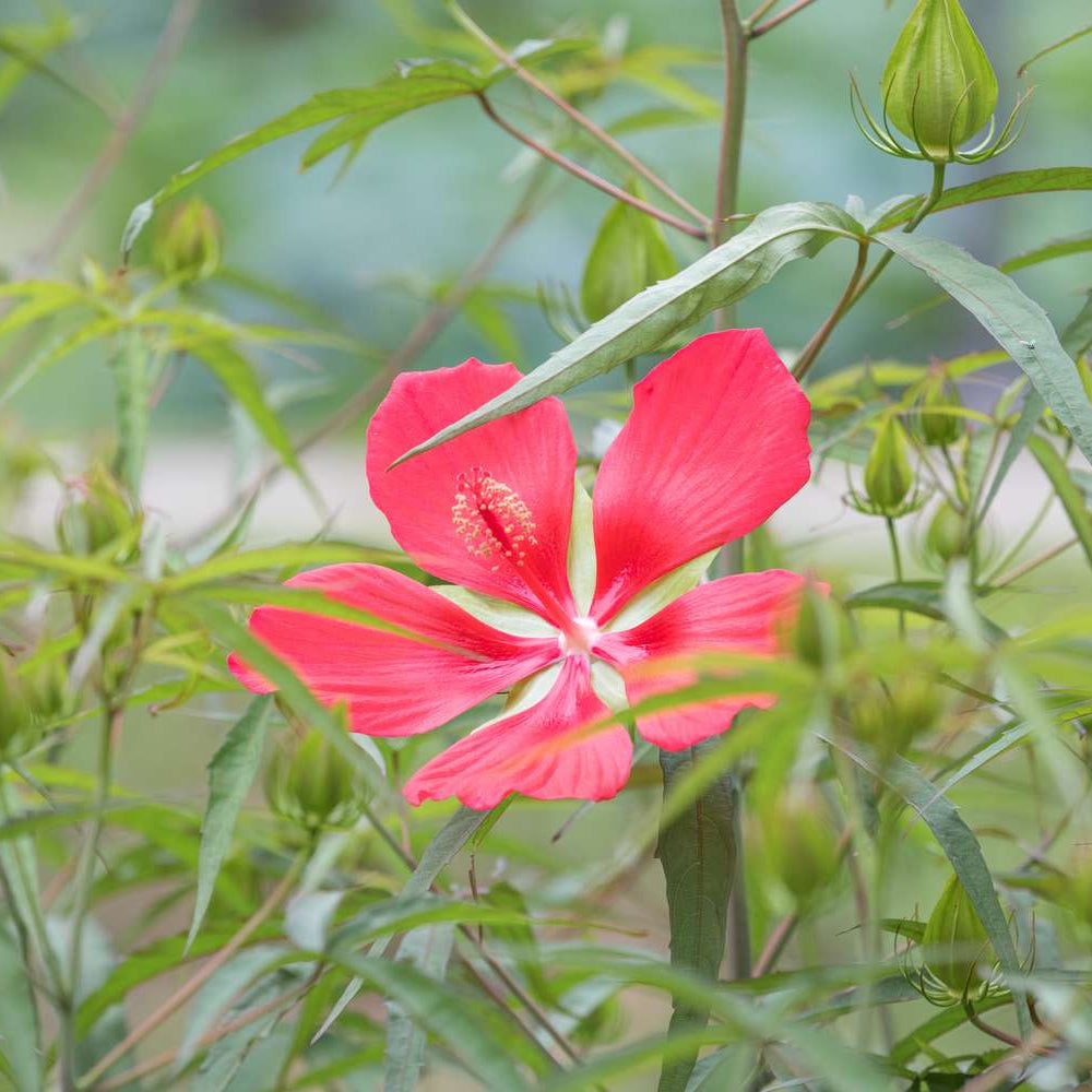 Hibiscus Seeds – Texas Star Red
