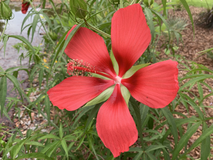 Hibiscus Seeds – Texas Star Red
