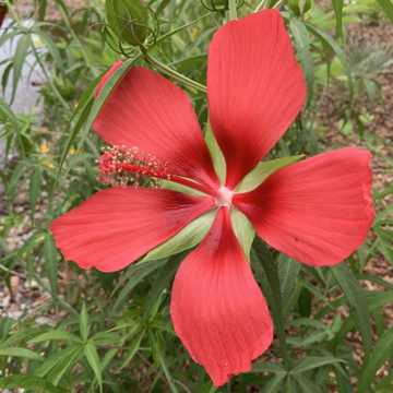 Hibiscus Seeds – Texas Star Red
