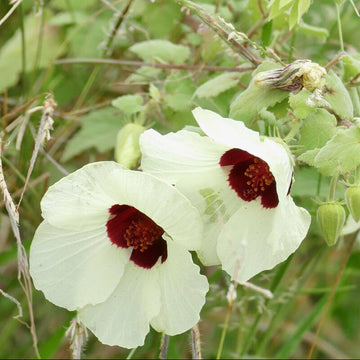 Hibiscus Seeds – Vitifolius