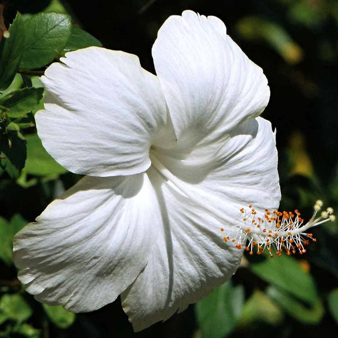 Hibiscus Seeds – White