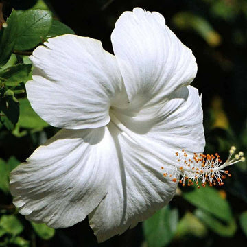 Hibiscus Seeds – White