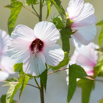 Hibiscus Seeds – White & Hot Pink
