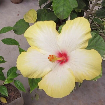 Hibiscus Seeds – White Yellow