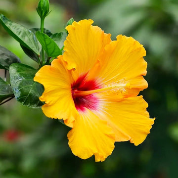 Hibiscus Seeds – Yellow