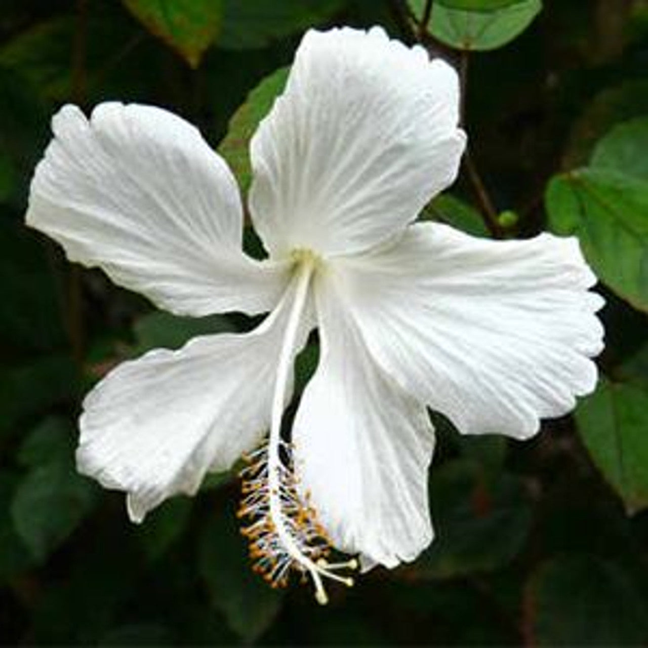 Hibiscus Seeds – Snow White
