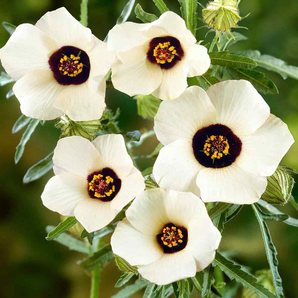 Hibiscus Trionum Seeds – Garden

