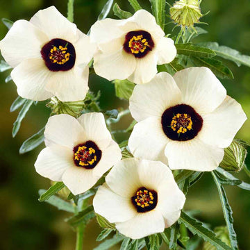 Hibiscus Trionum Seeds – Garden
