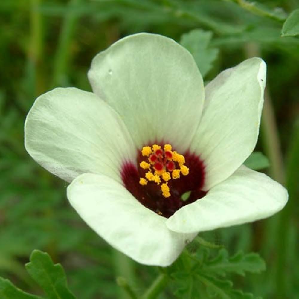 Hibiscus Trionum Seeds – Garden

