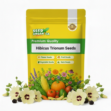 Hibiscus Trionum Seeds