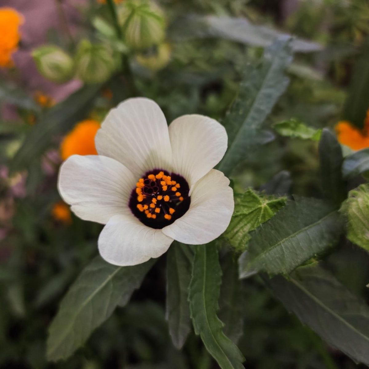 Hibiscus Trionum Seeds – Garden
