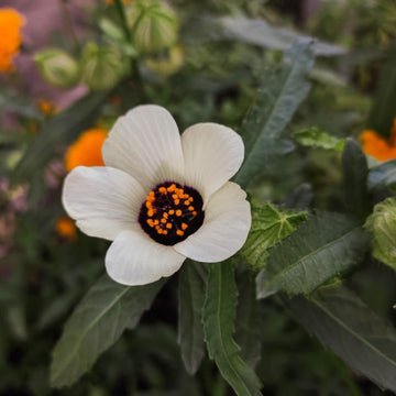 Hibiscus Trionum Seeds – Garden
